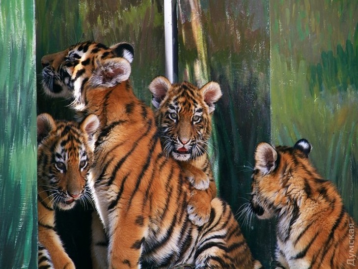 На відкритті біопарку в Одесі Труханов годував тигреня - фото 3