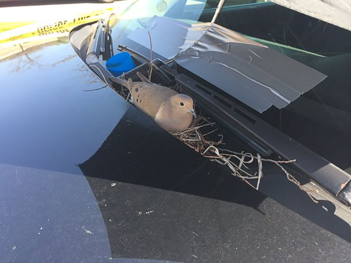 Як голуби звили гніздо на авто американських копів - фото 1