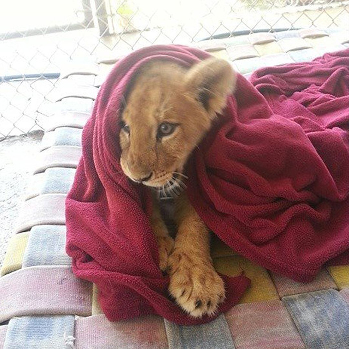Як врятований лев не може спати без червоної ковдри  - фото 1