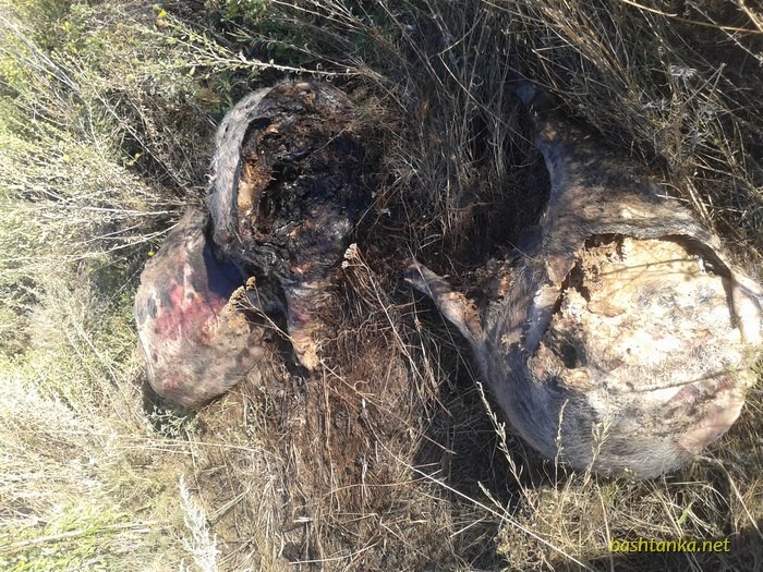 АЧС Шириться Миколаївщиною: на Баштанщині знайшли труп свині з підозрою на чуму - фото 2