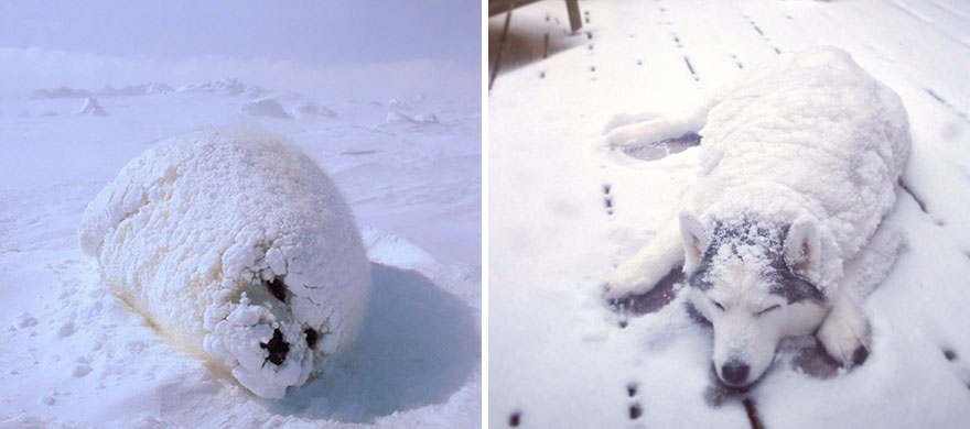 ТОП-5 кумедних тюленів, які надзвичайно схожі на собак - фото 2