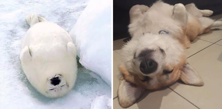 ТОП-5 кумедних тюленів, які надзвичайно схожі на собак - фото 4