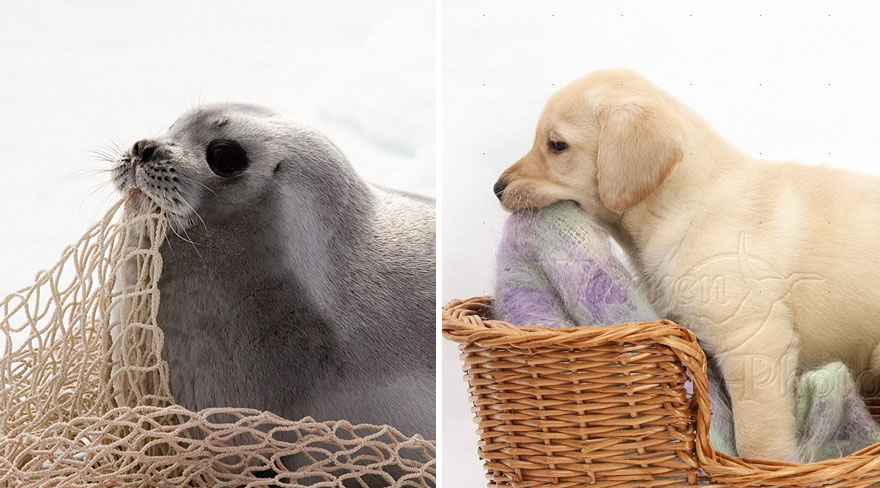 ТОП-5 кумедних тюленів, які надзвичайно схожі на собак - фото 1