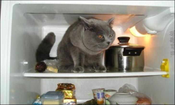 Як смішно домашні тварини рятуються від спеки у холодильнику - фото 5