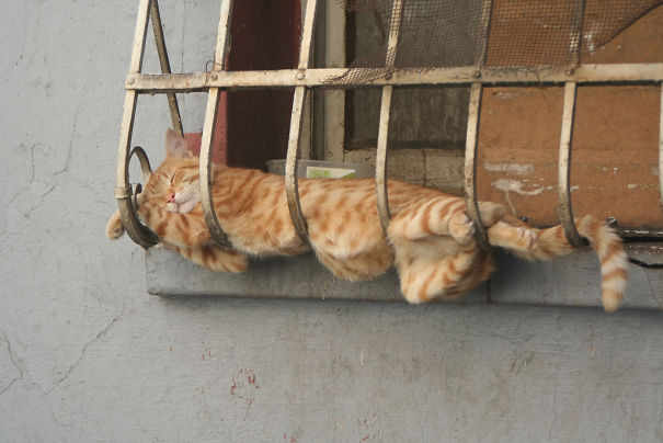 ТОП-13 кумедних котиків, які можуть спати будь-де і будь-коли - фото 9