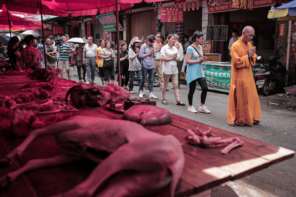 В Китаї пройшов фестиваль собачого м'яса (ФОТО 18+) - фото 1