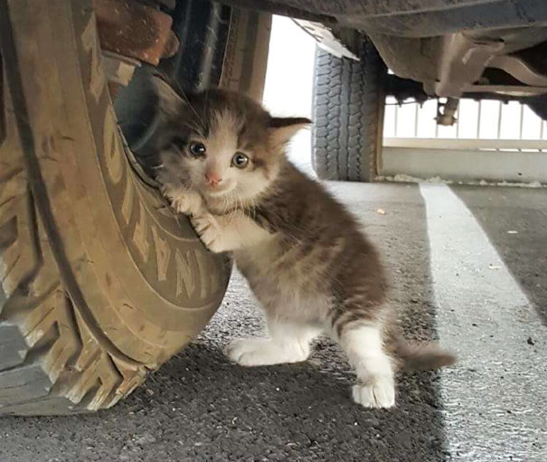 Як зворушливе кошеня, яке жило під вантажівкою, підкоряє серця - фото 1