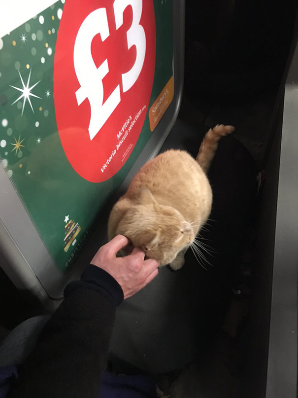 Як нахабний кіт вдає себе власником супермаркета  - фото 2