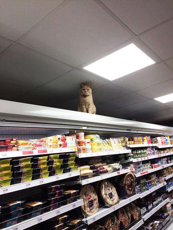 Як нахабний кіт вдає себе власником супермаркета  - фото 3