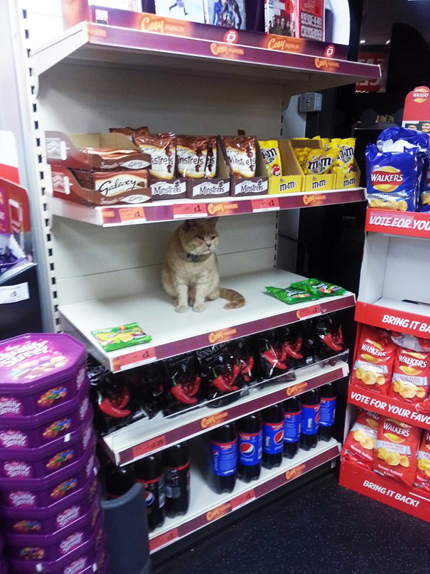 Як нахабний кіт вдає себе власником супермаркета  - фото 5