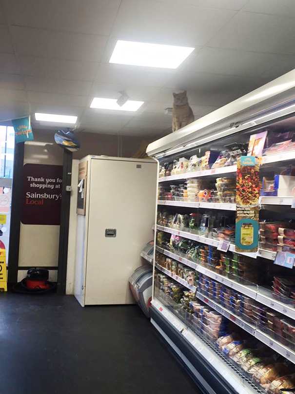 Як нахабний кіт вдає себе власником супермаркета  - фото 4