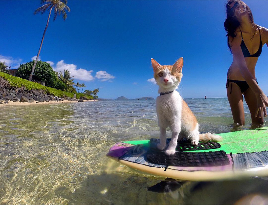 Як одноокий кіт-серфер підкорював хвилі на Гаваях - фото 3