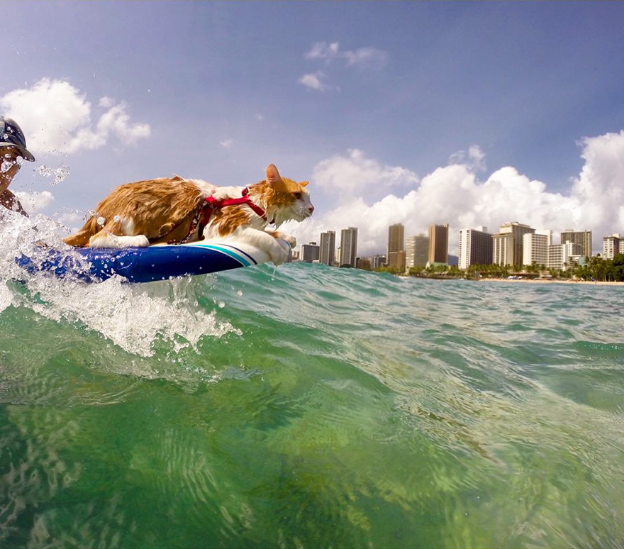 Як одноокий кіт-серфер підкорював хвилі на Гаваях - фото 1