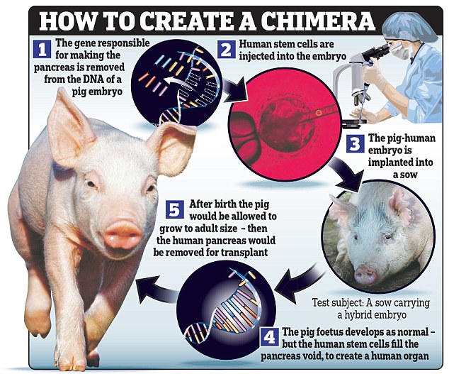 Вчені навчились вирощувати людські органи у свинях - фото 1