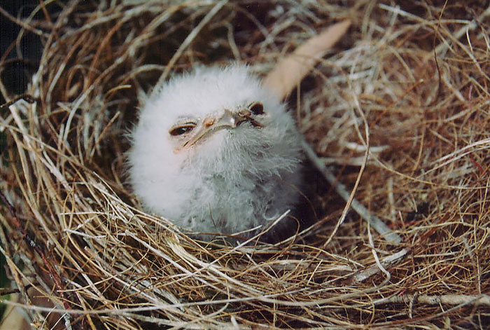 Як виглядають найкумедніші та наймиліші сови у світі - фото 9