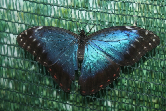 У Вінниці можна побачити метеликів з Філіпін та Коста-Ріки - фото 1