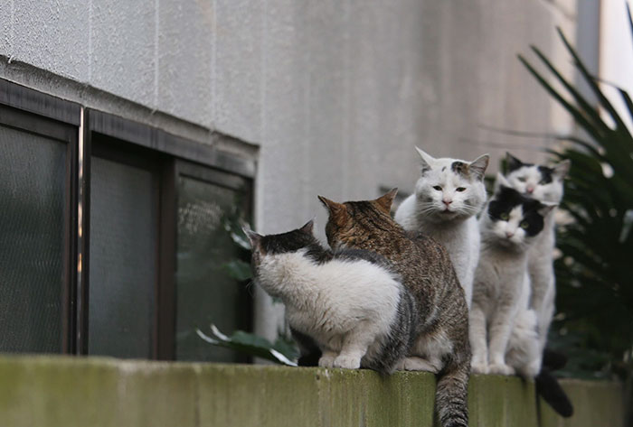 Як коти-неформали у Токіо тусуються - фото 6