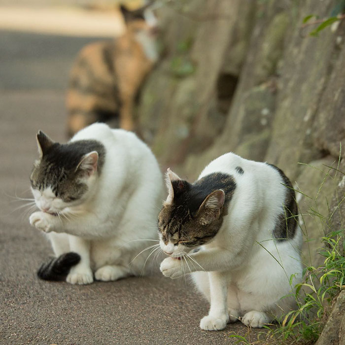 Як коти-неформали у Токіо тусуються - фото 2