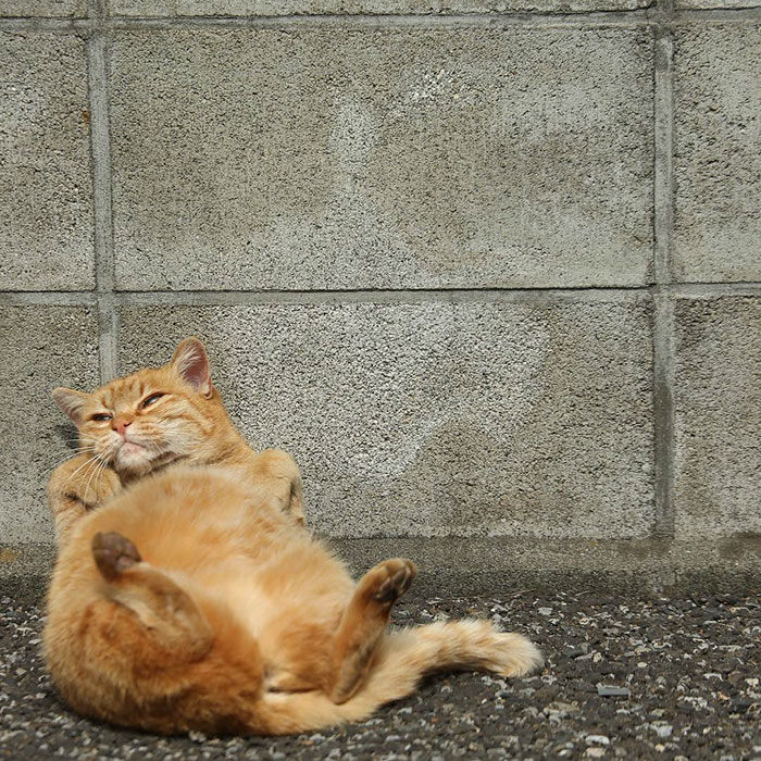 Як коти-неформали у Токіо тусуються - фото 1