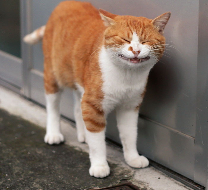 Як коти-неформали у Токіо тусуються - фото 4