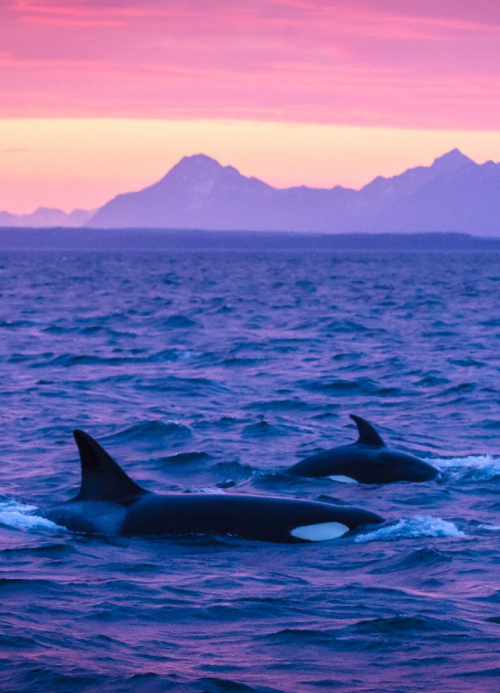ТОП-20 кумедних та моторошних випадків з китами та делфінами - фото 2