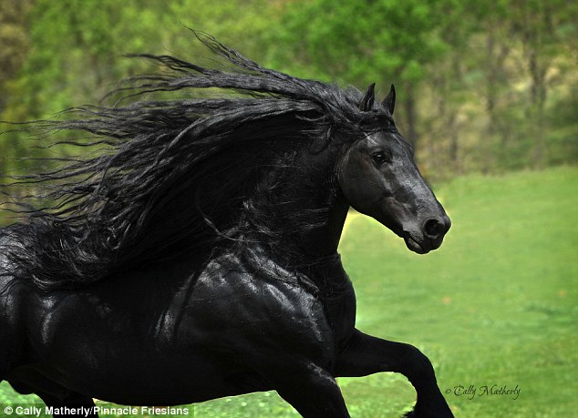Як найкрасивішому у світі коню завивають гриву - фото 3