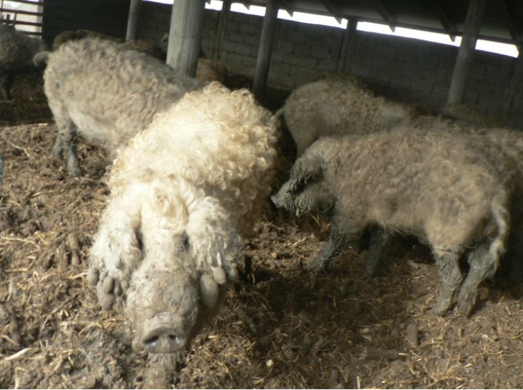 На Закарпатті є унікальні ферми "овечих свиней" - фото 1