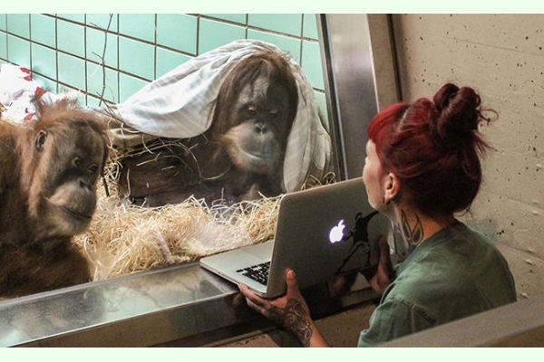 Як орангутанги по відео знайомились - фото 1
