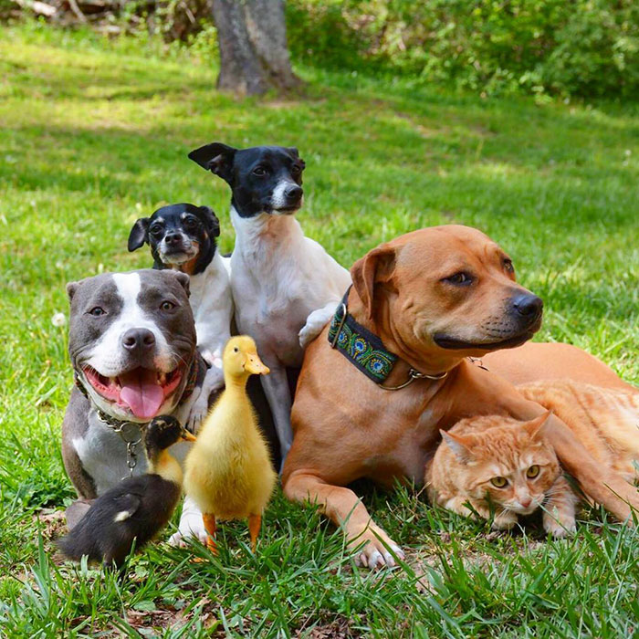 Як чотири собаки, кіт і дві качки стали нерозлучними друзями - фото 2