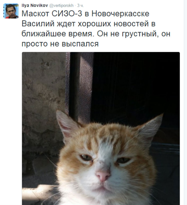 Кіт біля СІЗО Савченко вже чекає гарних новин (ФОТО) - фото 1