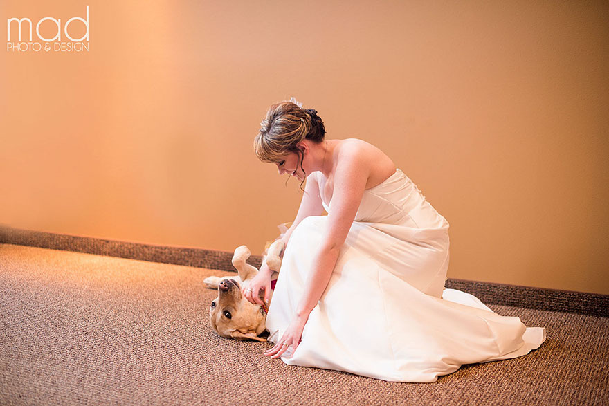 Як службова собака заспокоювала наречену на весіллі  - фото 1