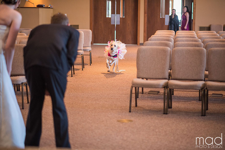 Як службова собака заспокоювала наречену на весіллі  - фото 3