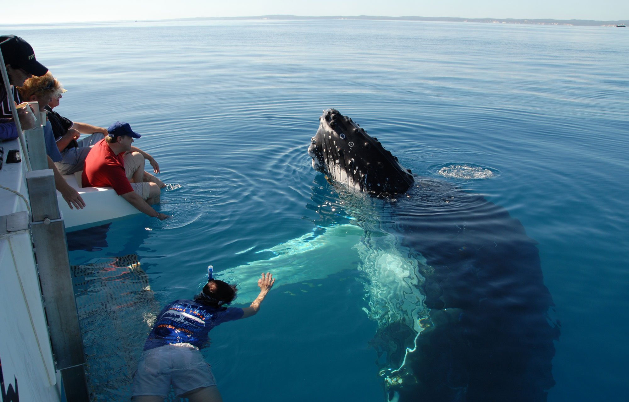 ТОП-20 кумедних та моторошних випадків з китами та делфінами - фото 1