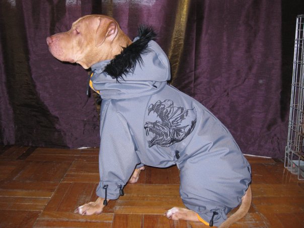 Холод собачий: ТОП-20 собак у зимовому одязі - фото 18