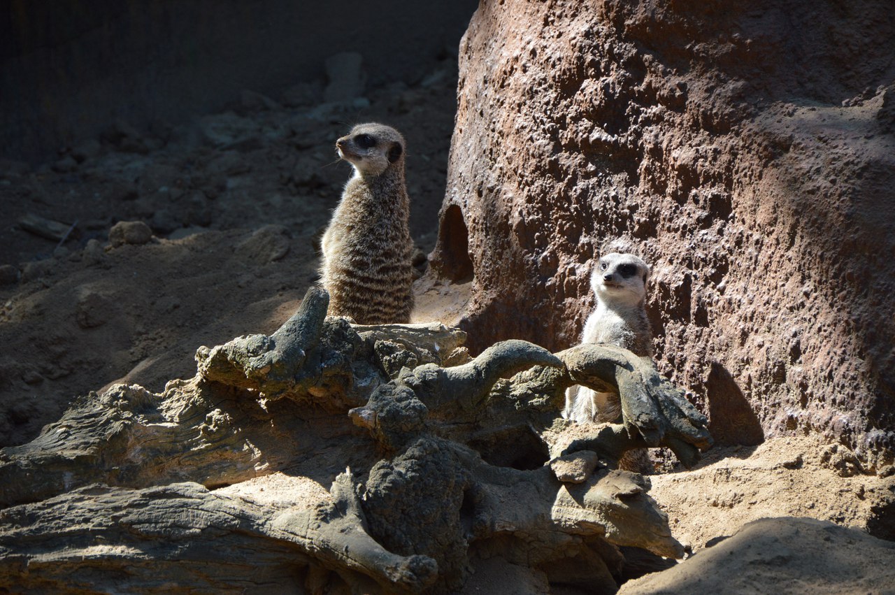 Як звірі у Миколаївському зоопарку поздоровляли городян з Днем міста - фото 6