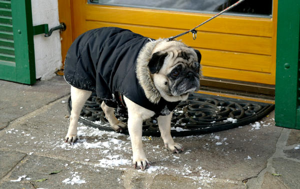 Холод собачий: ТОП-20 собак у зимовому одязі - фото 19