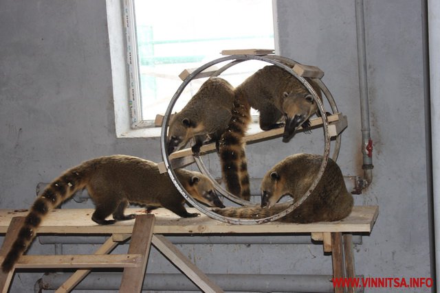 У вінницькому зоопарку поселилися волохаті Потап і Настя  - фото 1