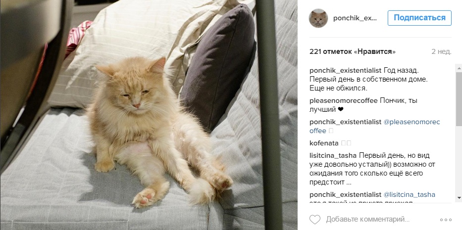 Від важкого життя на Росії депресують навіть коти - фото 4