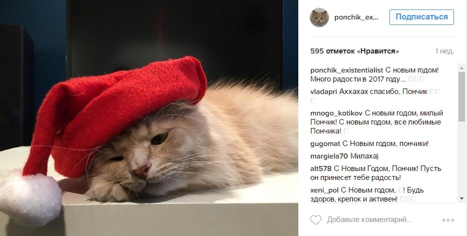 Від важкого життя на Росії депресують навіть коти - фото 5