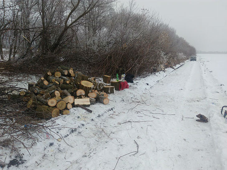 На Полтавщині місцеві жителі випилюють лісопосадки на дрова - фото 1