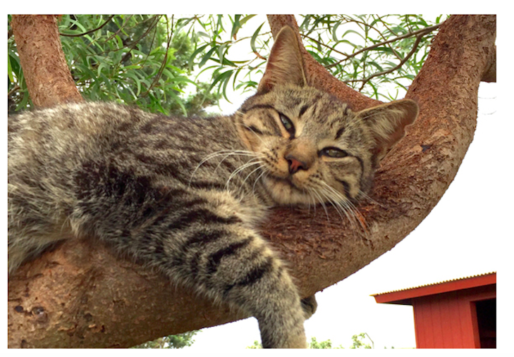Чому рай для котиків знаходиться на Гаваях (ФОТО, ВІДЕО) - фото 1