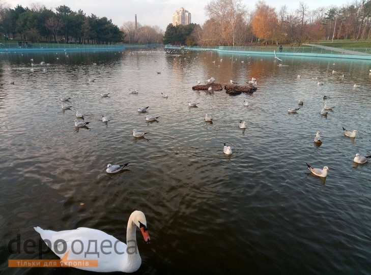 Чайки в одеському парку видають себе лебедів (ФОТО) - фото 2