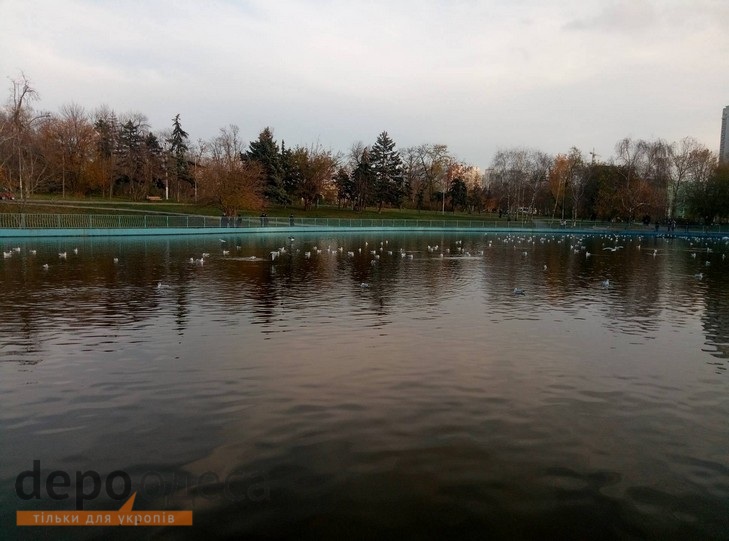 Чайки в одеському парку видають себе лебедів (ФОТО) - фото 3