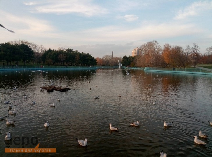Чайки в одеському парку видають себе лебедів (ФОТО) - фото 4