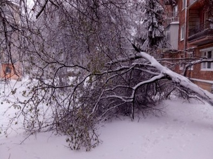 Снігова негода в Чернівцях валить дерева (ФОТО) - фото 1