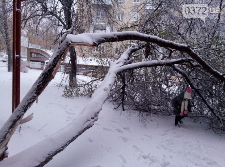 Снігова негода в Чернівцях валить дерева (ФОТО) - фото 2