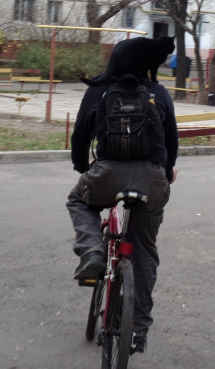 В Одесі кіт "колесить" вулицями міста на спині велосипедиста (ФОТО) - фото 1