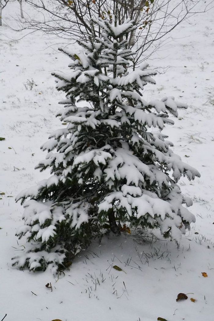 Луцьк засипало снігом (ФОТО) - фото 10
