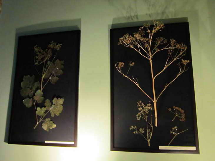 У Запорізькому музеї експонують чаклунські рослини й діляться магічними рецептами XVII-XVIII сторіч - фото 10