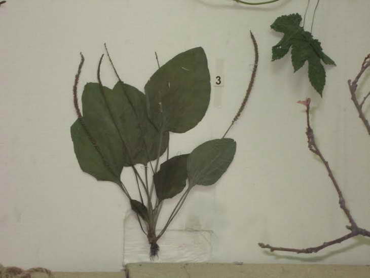 У Запорізькому музеї експонують чаклунські рослини й діляться магічними рецептами XVII-XVIII сторіч - фото 5